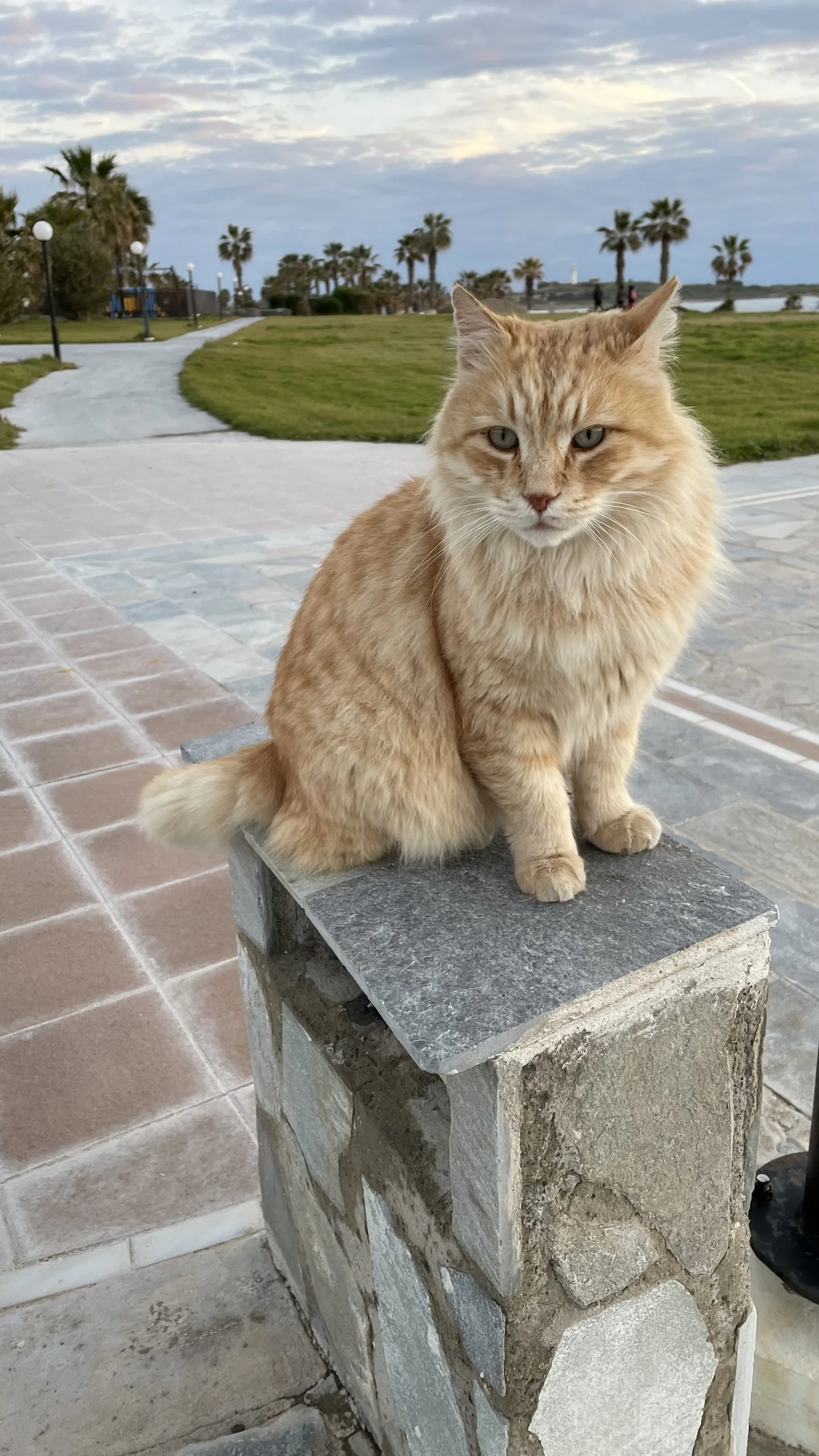 Kačiukas